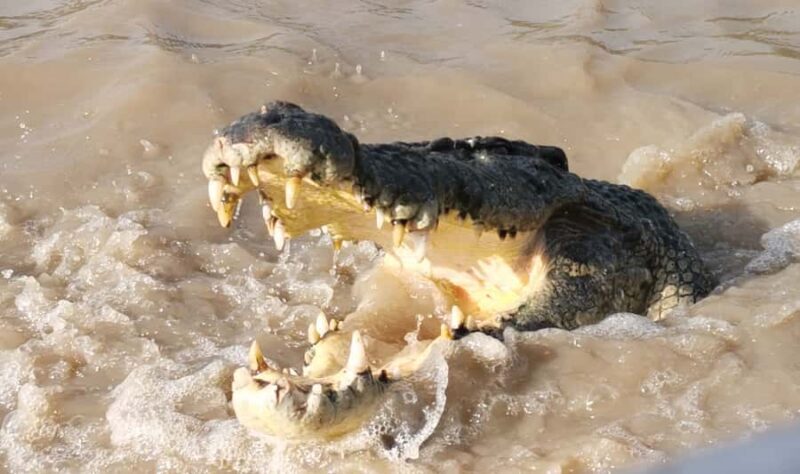 Jumping Croc Cruise, Berry Springs,Fogg Dam & Humpty Doo Pub - Who This Tour Is Best For