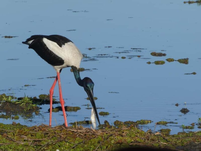 Jumping Croc Cruise, Berry Springs,Fogg Dam & Humpty Doo Pub - Final Word