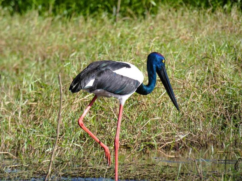 Jumping Crocodile Cruise from Darwin Half-Day Scenic Trip - A Closer Look at the Experience