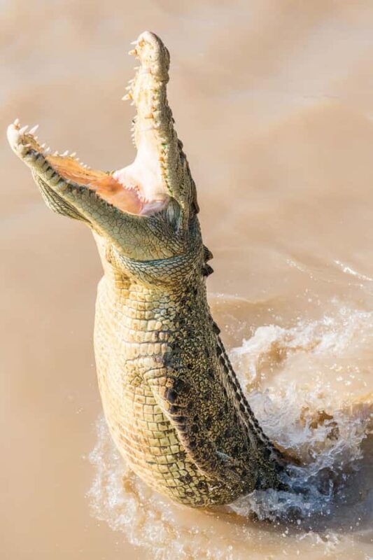 Jumping Crocodile Cruise from Darwin Half-Day Scenic Trip - In The Sum Up: Is This Tour For You?