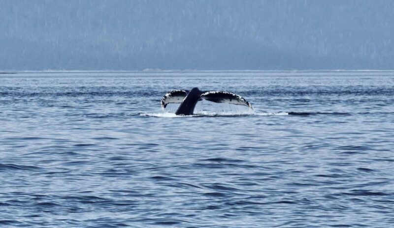 Juneau: 3.5-Hour Small Group Whale Watching Tour - The Sum Up: Is This Tour Right for You?