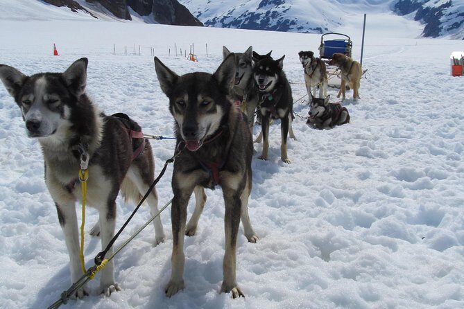 Juneau Helicopter and Dogsledding with Added Glacier Landing - Key Points