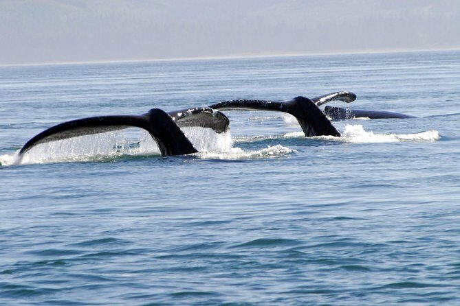 Juneau Lighthouse Tours - Whale watching & Lighthouse Combo - An In-Depth Review of the Juneau Lighthouse Tours – Whale Watching & Lighthouse Combo