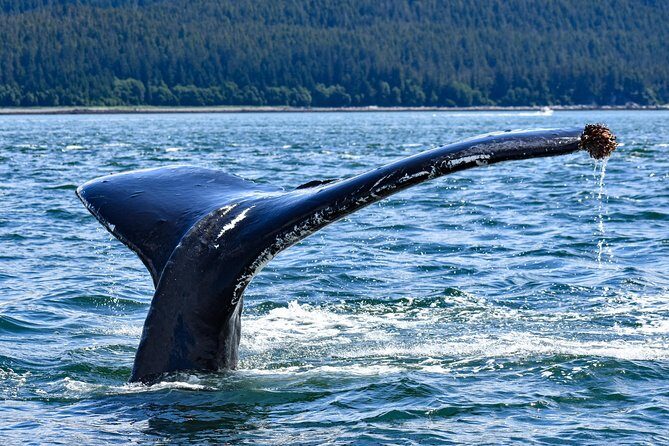 Juneau Lighthouse Tours - Whale watching & Lighthouse Combo - Who Will Love This Tour?
