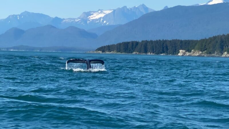 Juneau: Mendenhall Glacier and Whale Watching Tour - Exploring Juneau: Mendenhall Glacier and Whale Watching Tour