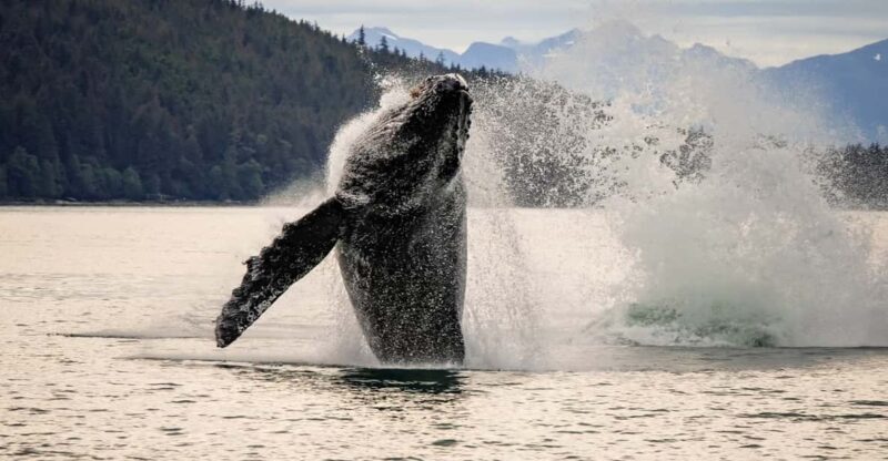 Juneau: Mendenhall Glacier Waterfall & Whale Watching Tour - Juneau: Mendenhall Glacier Waterfall & Whale Watching Tour — A Complete Guide
