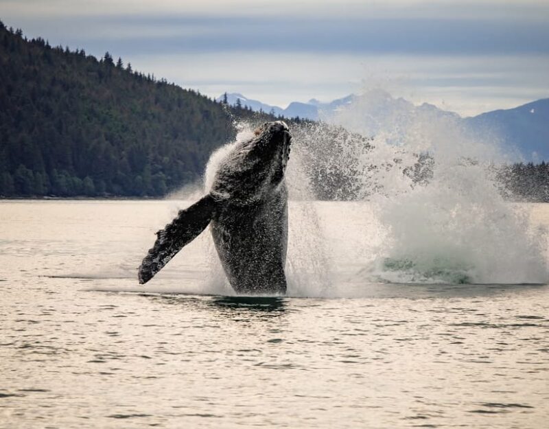 Juneau: Mendenhall Glacier Waterfall & Whale Watching Tour - Practical Details & Tips