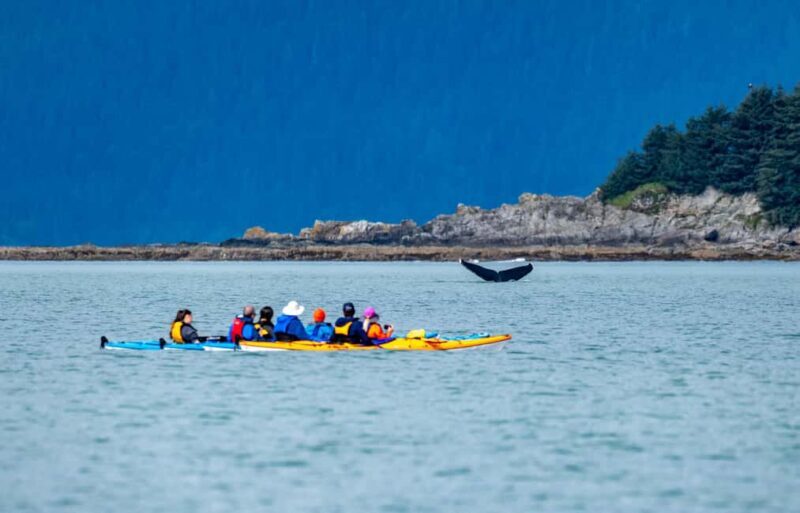 Juneau: Paddle with Whales Kayak Adventure - Who Is This Tour Best For?