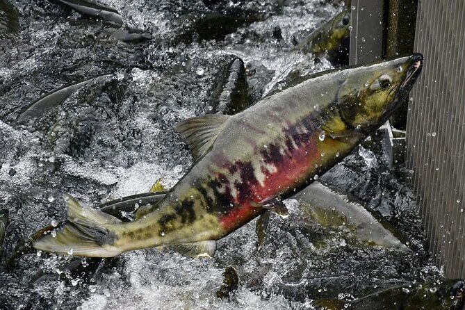 Juneau Private 3 Hour Sightseeing Tour with a Local - The Sum Up