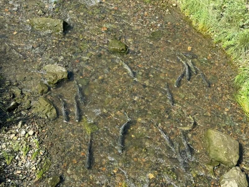 Juneau: Private Bike Tour with Glacier Views & Hatchery Stop - Introduction: A Unique Way to Experience Juneau
