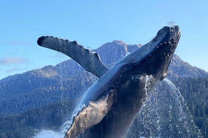 Juneau Top Sight Seeing Group Tour - Why Consider This Tour?