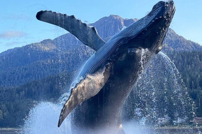 Juneau Top Sight Seeing Private Tour - Why Choose the Juneau Top Sight Seeing Private Tour?