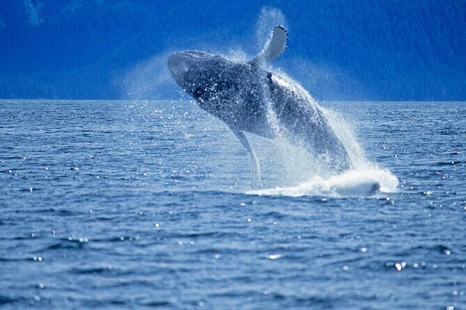Juneau Whale Watch Adventure - Who Will Love This Tour?