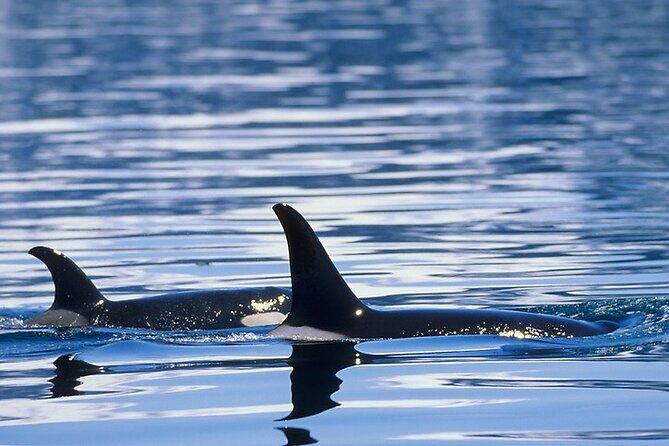 Juneau Whale Watch Adventure - Frequently Asked Questions