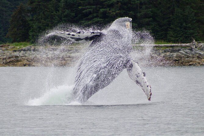 Juneau Whale Watch and Wildlife Quest - The Experience: What to Expect on Your Juneau Wildlife Quest
