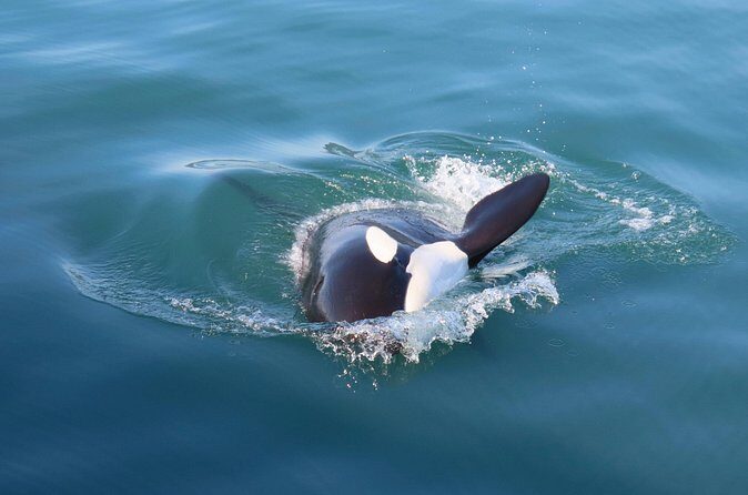 Juneau Whale Watch and Wildlife Quest - Who Is This Tour For?