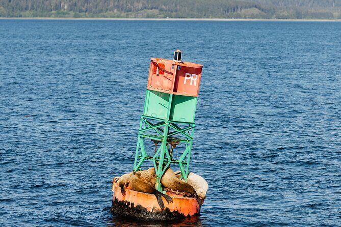 Juneau Whale Watch and Wildlife Quest - Final Thoughts