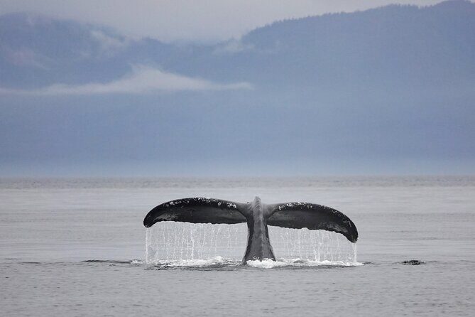 Juneau Whale Watch and Wildlife Quest - FAQs
