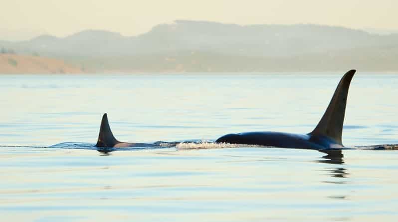 Juneau: Whale Watching and Mendenhall Glacier Day Trip - A Deep Dive into the Experience