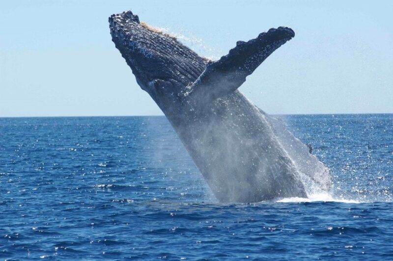 Juneau: Whale Watching and Mendenhall Glacier Day Trip - Who Should Consider This Tour?