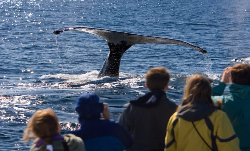 Juneau: Whale Watching and Wildlife Cruise with Local Guide - A Closer Look at the Experience