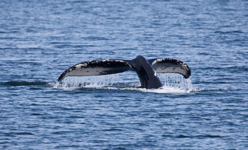 Juneau: Whale Watching and Wildlife Cruise with Local Guide - An Honest Look at the Juneau Whale Watching Tour
