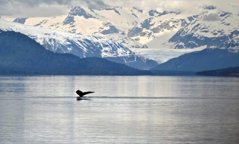 Juneau: Whale Watching and Wildlife Cruise with Local Guide - What’s Included and What’s Not