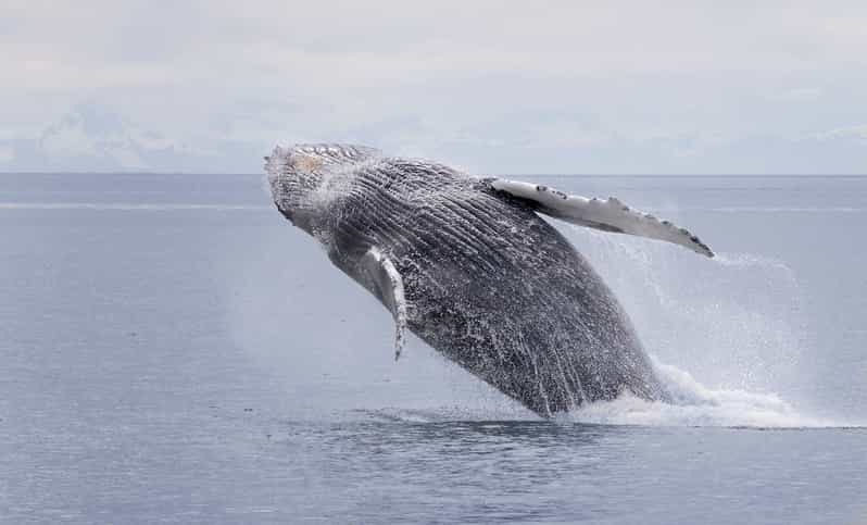 Juneau: Whale Watching and Wildlife Cruise with Local Guide - Final Recommendation