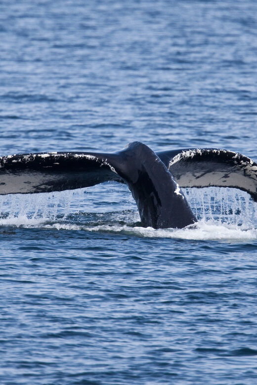 Juneau: Whale Watching and Wildlife Cruise with Local Guide - Additional FAQs
