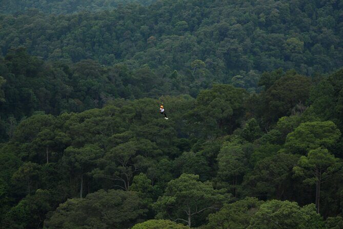 Jungle Flight Zipline Roller Coaster - FAQ