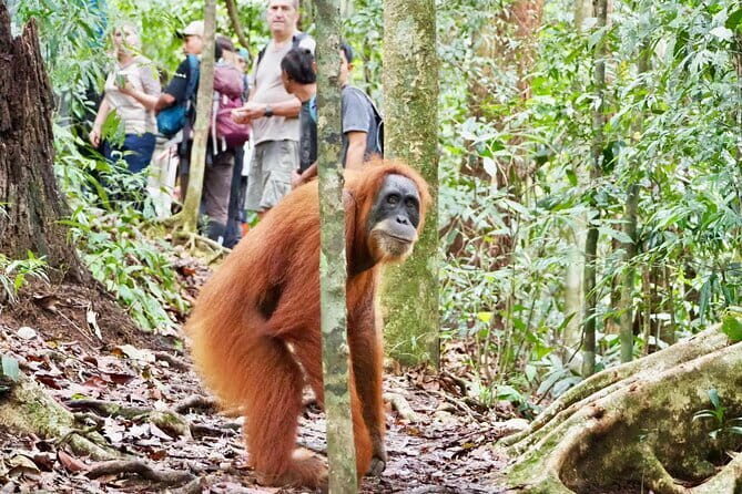 Jungle Immersion Trek 2 Days and 1 Night - Exploring the Jungle: A Detailed Look at the Experience