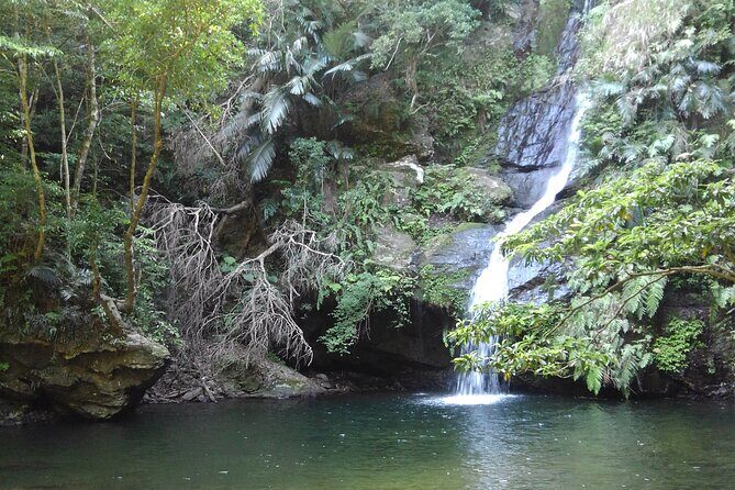 Jungle River Trek: private tour in Yanbaru, north Okinawa - A Deep Dive into the Jungle River Trek Experience