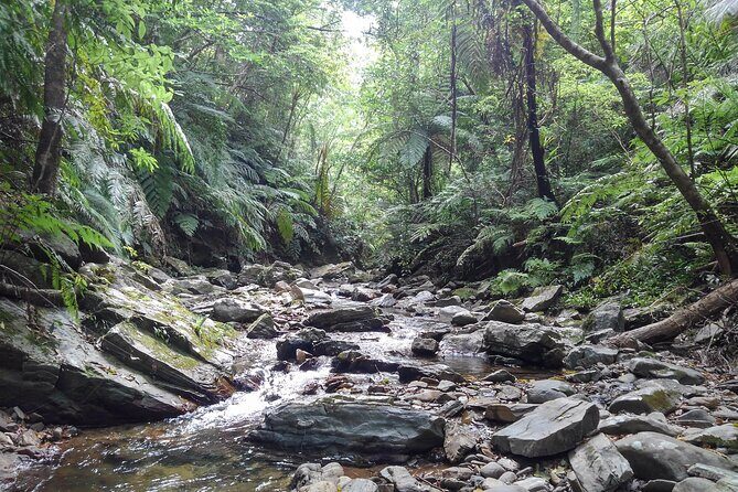 Jungle River Trek: private tour in Yanbaru, north Okinawa - FAQ