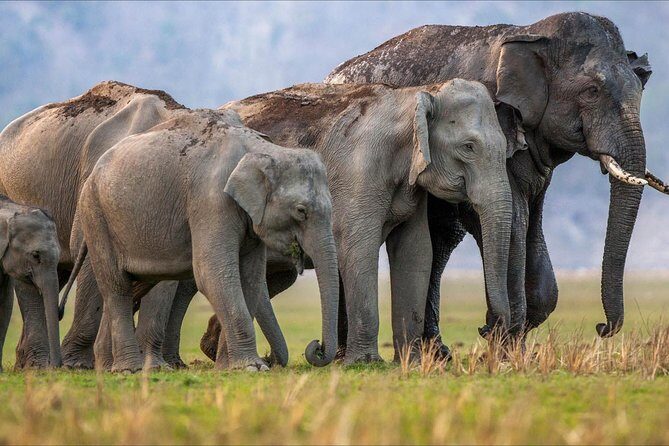Jungle safari near Rishikesh inside Rajaji National Park - Key Points