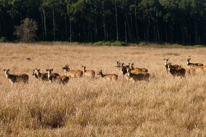 Jungle safari near Rishikesh inside Rajaji National Park - Practical Details and Tips