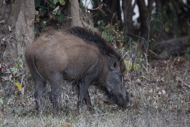 Jungle safari near Rishikesh inside Rajaji National Park - Additional Considerations