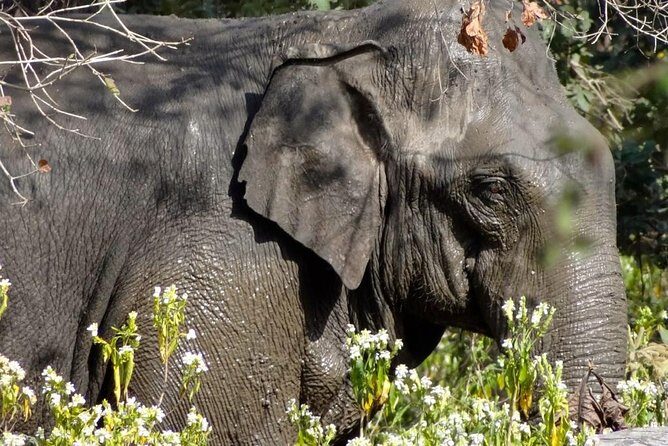 Jungle safari near Rishikesh inside Rajaji National Park - The Sum Up