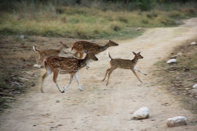 Jungle safari near Rishikesh inside Rajaji National Park - FAQ