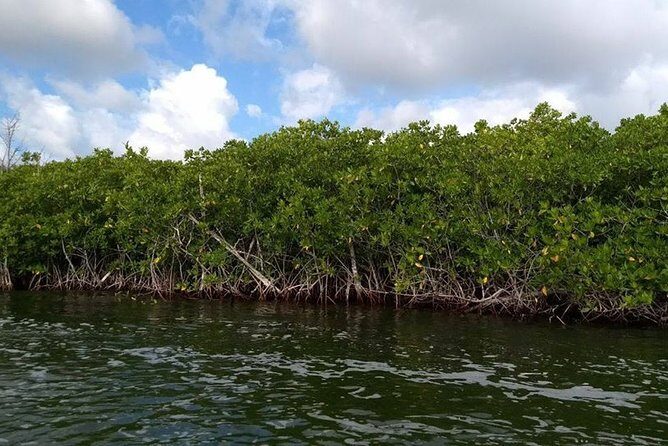Jungle Tour . Lagoon, Mangrooves & Snorkel for Couples - The Value Proposition