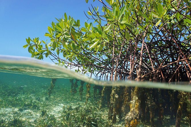 Jungle Tour - Mangroves & Snorkel (Couples) - Snorkeling at Nizuc and Limones Reefs