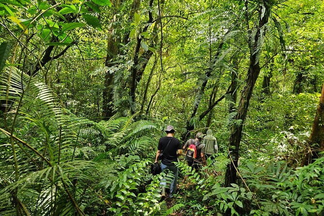 Jungle Trekking at Mt. Batukaru, scenic Waterfall & village life - The Full Breakdown: What to Expect on This Bali Jungle Adventure