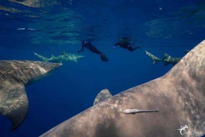 Jupiter, FL: Guided Shark Snorkel Trip - Key Points