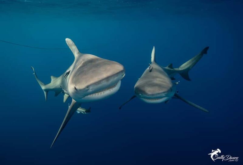 Jupiter, FL: Guided Shark Snorkel Trip - The Boat Ride and Amenities