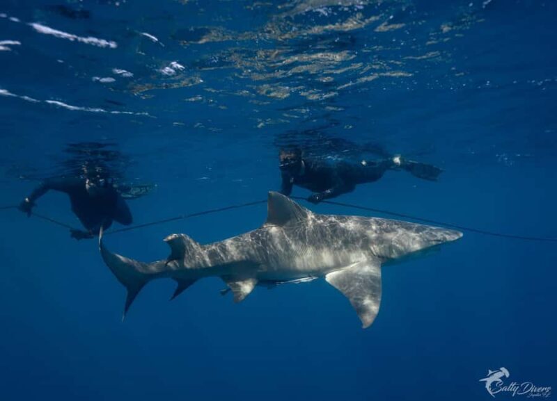 Jupiter, FL: Guided Shark Snorkel Trip - The Value of This Experience