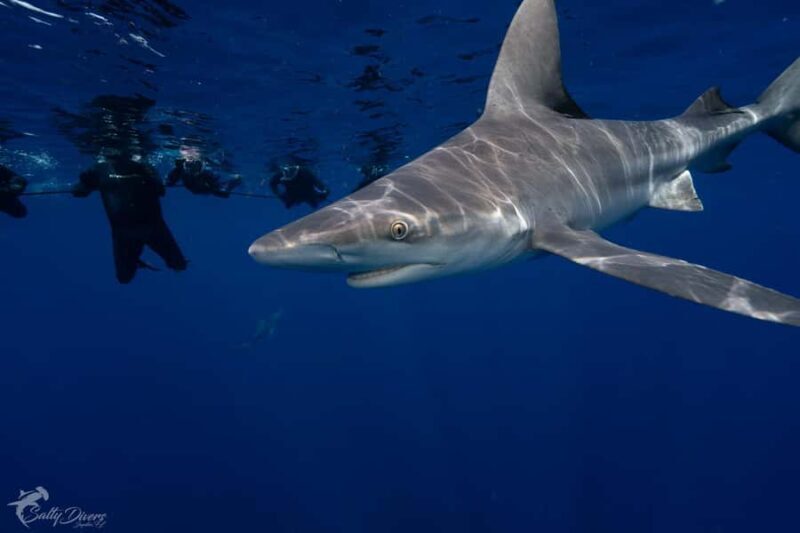 Jupiter, FL: Guided Shark Snorkel Trip - Who Will Love This Tour?