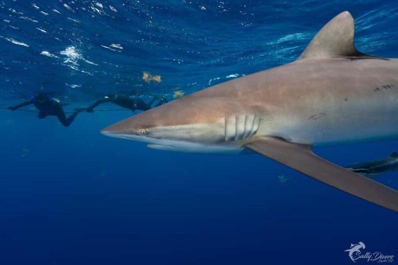 Jupiter, FL: Guided Shark Snorkel Trip - The Sum Up