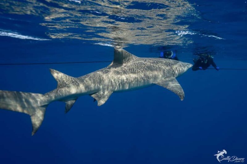 Jupiter, FL: Guided Shark Snorkel Trip - FAQs