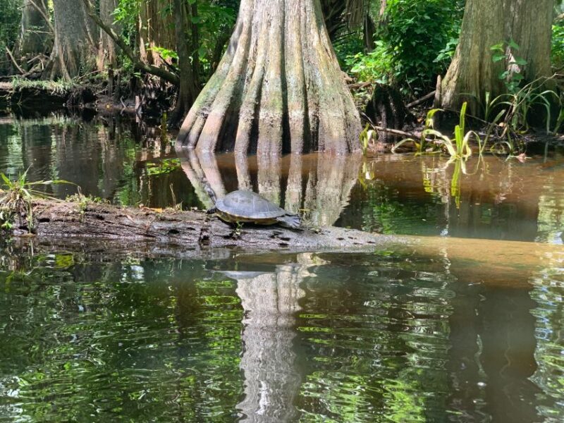 Jupiter: Wild and Scenic Loxahatchee River Kayak Tour - An Inviting Introduction to Florida’s Wilderness