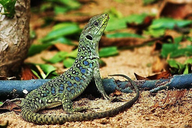 Jurassic Hiking tour to footprints of dinosaur in Espichel Cape - Final Thoughts: Is It Worth It?