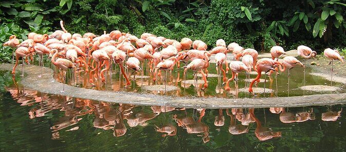 Jurong Bird Park Bird Photography - A Closer Look at the Experience